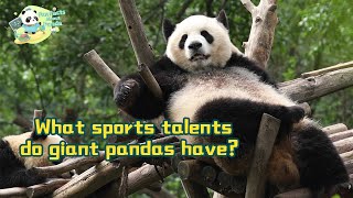 【Fun Facts About Panda】Giant Pandas Sports Talent Despite Chubby Figures | iPanda