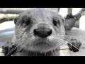 宮島水族館（みやじマリン）コツメカワウソ / Miyajima Aquarium / Animal / Otter