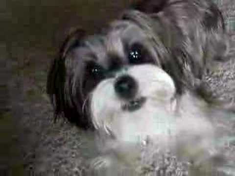 Dog Barks Loud - YouTube