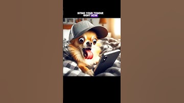 Chihuahua Outsmarted You!😂 #chihuahua #dog #ai #chatgpt #doglover #funny #memes #funnydogs #shorts