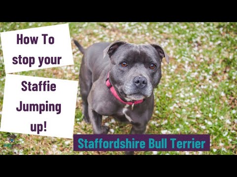 How to stop your Staffordshire Bull Terrier jumping up!