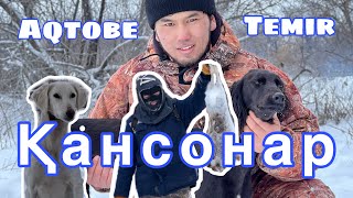 ҚАНСОНАР | охота с тазами | тазы жанашырлары | сезон 2024 | Темір қаласы