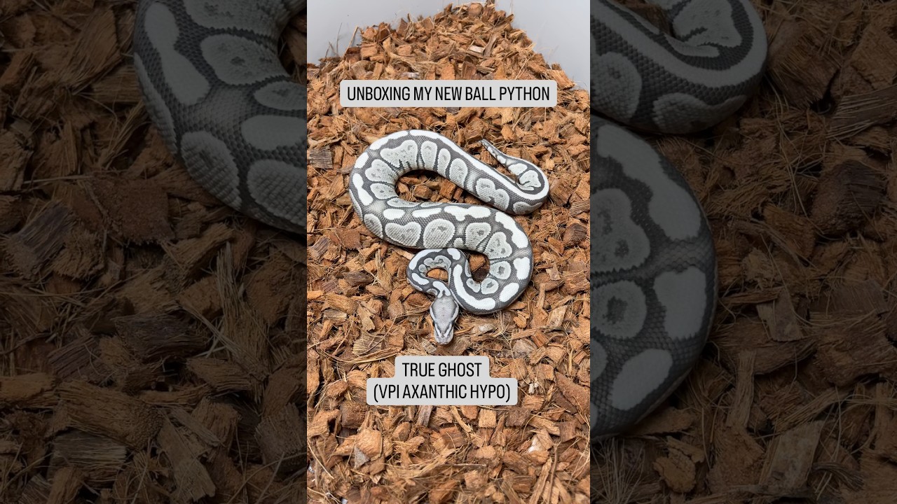 True Ghost Ball Python