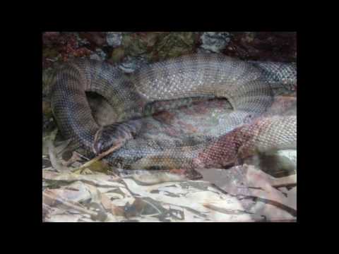 Video: Wat is die giftigste slange in die wêreld: foto's, name