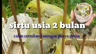 Anakan Burung Sirtu/Cipau Belajar Bunyi/Calon Ceplekan