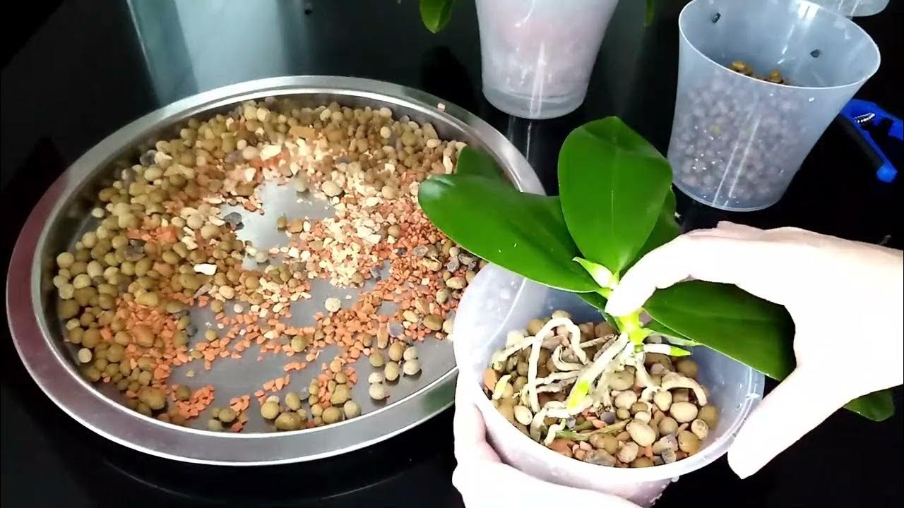 Пересадка орхидеи - YouTube