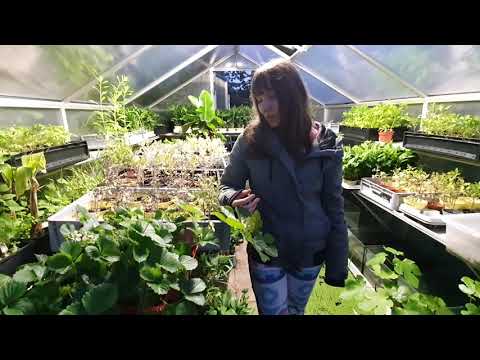 Video: Wie Man Erdbeeren Im Gewächshaus Anbaut