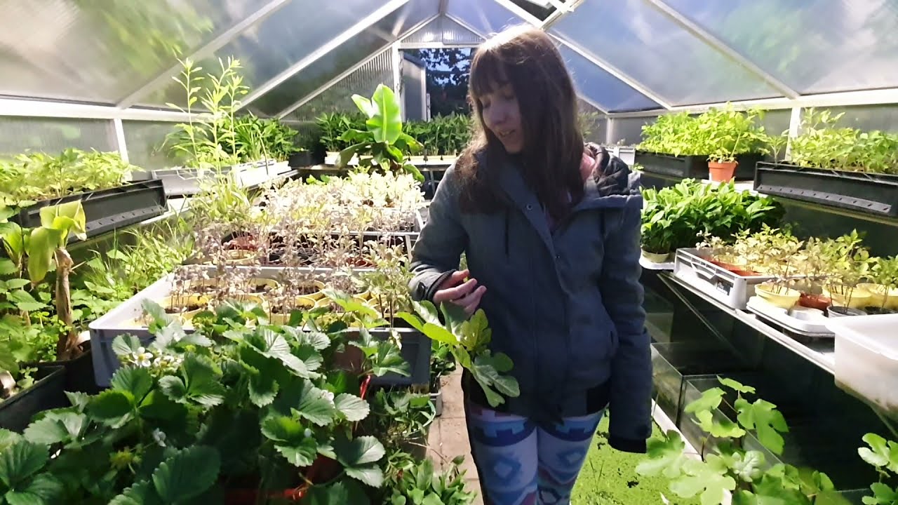 Erdbeeren im Gewächshaus mit Pflanzen YouTube