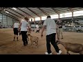 Pima County Goat Show!! - S2E17
