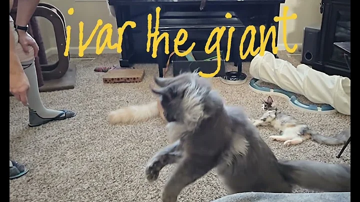 Video 7511941: mainecoonkittens mainecoons cats, mains coon cat mainecoon, giant maine coon cat, european maine coon cat, purebred maine coon, usa cat