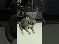 Ratte macht Stress in GTA 5 RP 😂