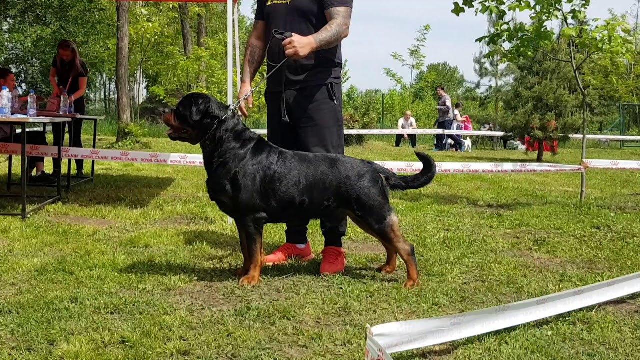 DOCTOR TIMIT-TOR 2019 CACIB STARA PAZOVA 2019, DOCTOR TIMIT-TOR BEST IN SHOW