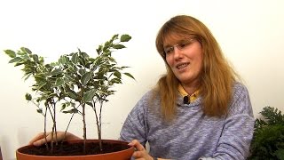 Круговое плетение фикуса Бенджамина (ч.1). Круговое плетение фикуса Бенджамина (ч.1).
