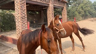 Beautiful horses #horse #horses by Village Food Exploring  439 views 6 months ago 1 minute, 39 seconds