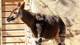 Fascinating Facts About the Okapi | The Forest Giraffe