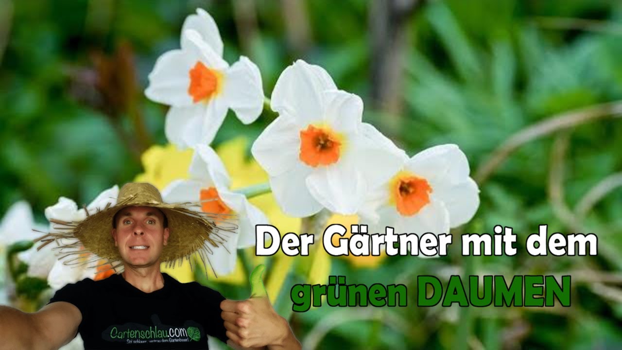 Tulpen und Narzissen im Rundgang: Blüten, Sorten und Unkraut