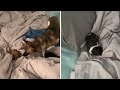 Mama dog adorable puts her puppies in owner&#39;s bed