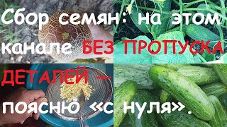 Огурцы: сбор семян. Со всеми необходимыми подробностями