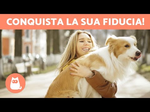 Video: Esercizi per costruire la fiducia nei cani insicuri