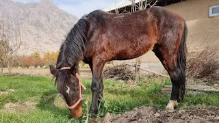 Эне бала уй сатылат  срочно арзан торпогу эркек