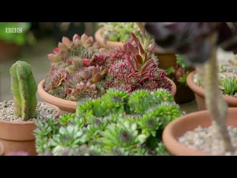 Videó: Évelő Coreopsis (39 Fotó): Virág ültetése és Gondozása, Fajták Nyílt Talajra, Tarka Magzat Leírása, Reprodukció