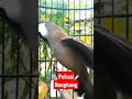 Poksai Hongkong Gacor || Burung Unik Langka