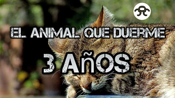 ¿Qué animal puede dormir durante tres años?