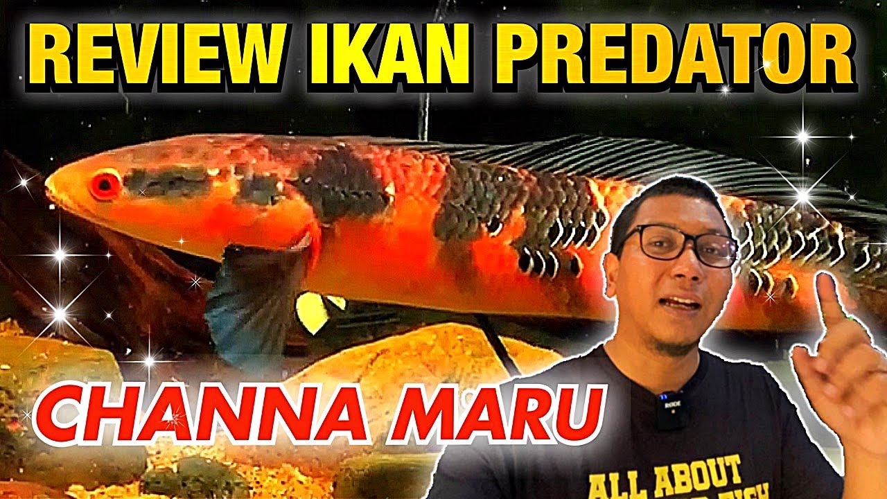 RAHASIA MEMILIH IKAN CHANNA MARU TERBAIK - REVIEW IKAN PREDATOR