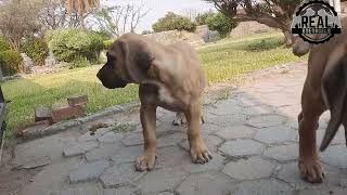 Real Boerboels - They want to follow you | Even to Work