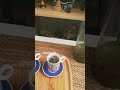 احب دمشق فيروزيات احب دمشق فيروزيات