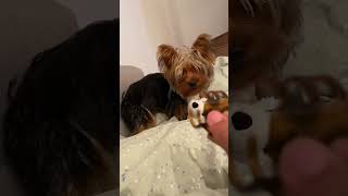 Playtime Fun with My Yorkie: Hair Clutcher Edition! 🐾🎉