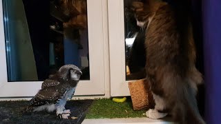 Iva the hawk-owl preying on Murloc the cat