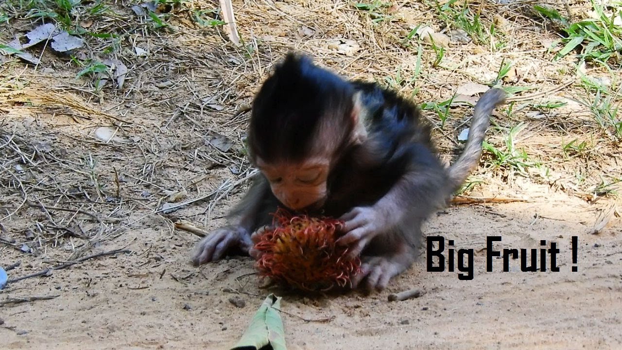 foundry SWEET EATING, Lizza Learns Eating Big Fruit How Cute Baby Pealing Fruit For Eating