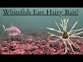 Catching Whitefish using a Strange NEW BAIT??