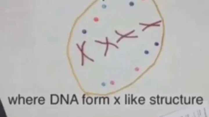 Cytokinesis model