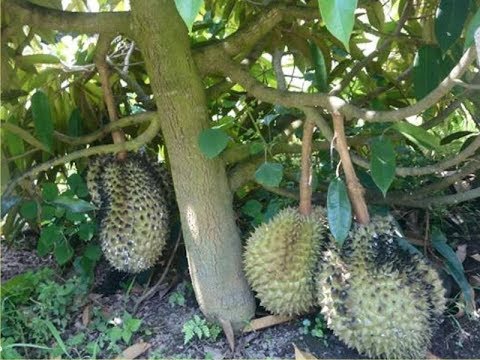 Rahsia Durian Berbuah Pokok Rendah Youtube