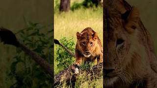 Elephants and Tree Climbing Lions