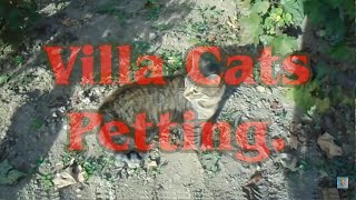 Found Some Cats in the Vineyard. 🐈🎥😻 by Exciting Cats 19 views 1 day ago 1 minute, 38 seconds