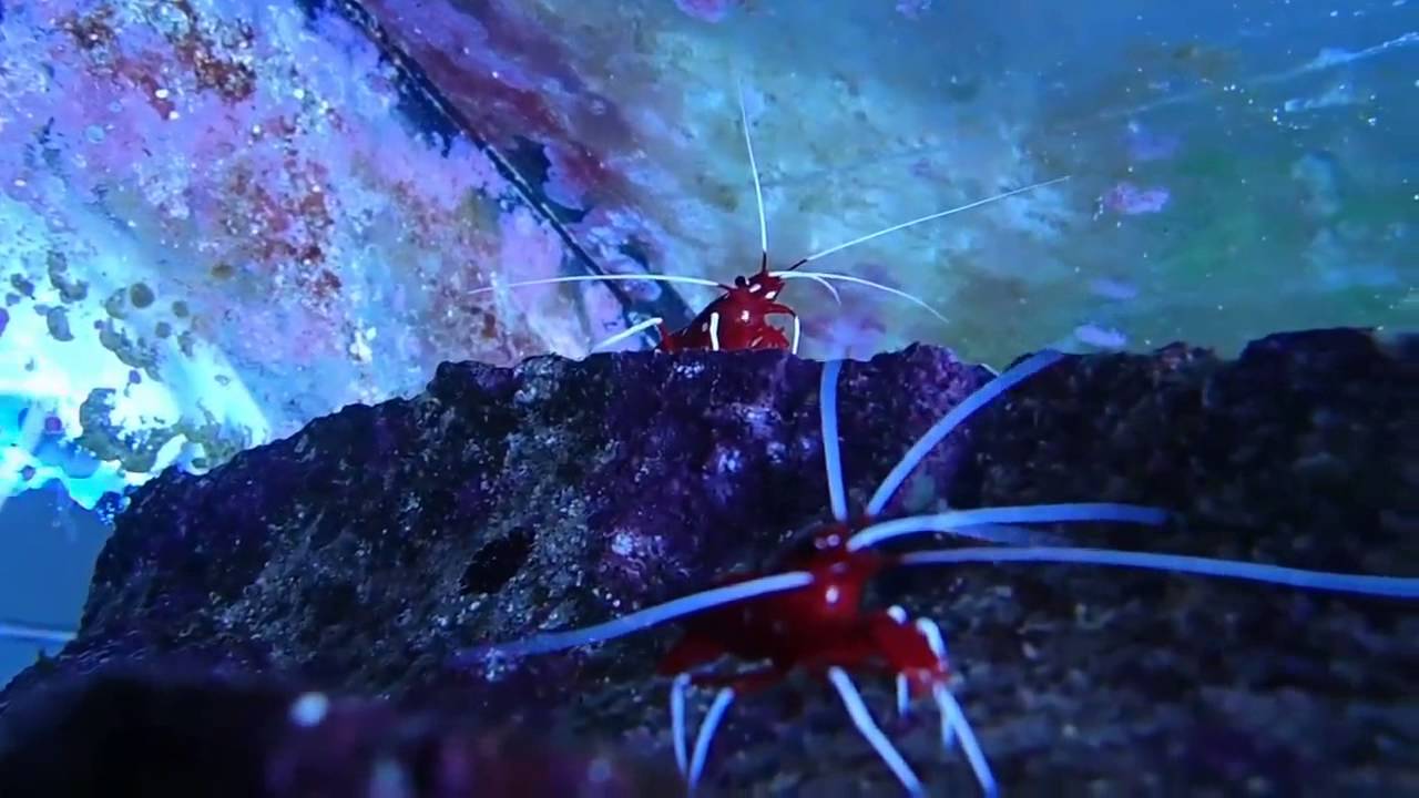 Lysmata debelius - Blood Red Fire Shrimp