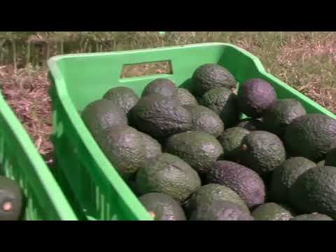 Reabre Costa Rica mercado al aguacate mexicano