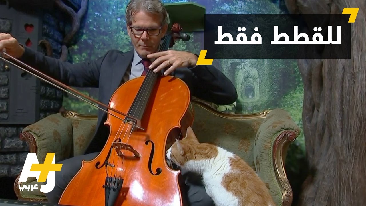عالم يؤلف موسيقى لتهدئة القطط المضطربة