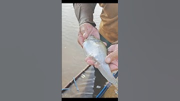 Bắt Cá Thác Lác Ruộng #shorts #bắtcáThácLác