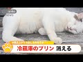 『冷蔵庫のプリン消える お風呂上がりの楽しみだったのに・・・』