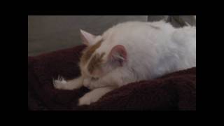Fats The Turkish Van Cat Makes Extreme Biscuits by TheMoonwalkerVideos 1,150 views 14 years ago 56 seconds