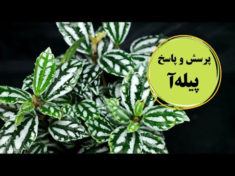 تصویری: پپرومیا نقره ای