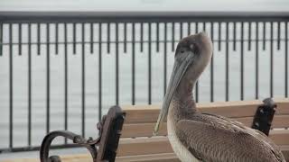 Module 2 Exercise  - The Birds