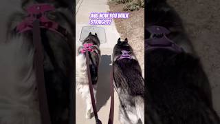 Why Huskies Are Impossible To Walk #husky #shorts #funny