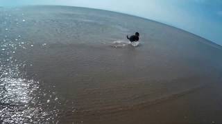Rare Dog Breeds Portuguese Water Dog - Cão de Água Português / Cão dÁgua Português