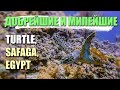 ДОБРЕЙШИЕ И МИЛЕЙШИЕ | ЧЕРЕПАХИ  (Сафага, Египет). Turtle, Safaga, Egypt