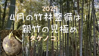2025 4月の竹林整備はタケノコの見極めから! - YouTube 2025 4月の竹林整備はタケノコの見極めから! - YouTube